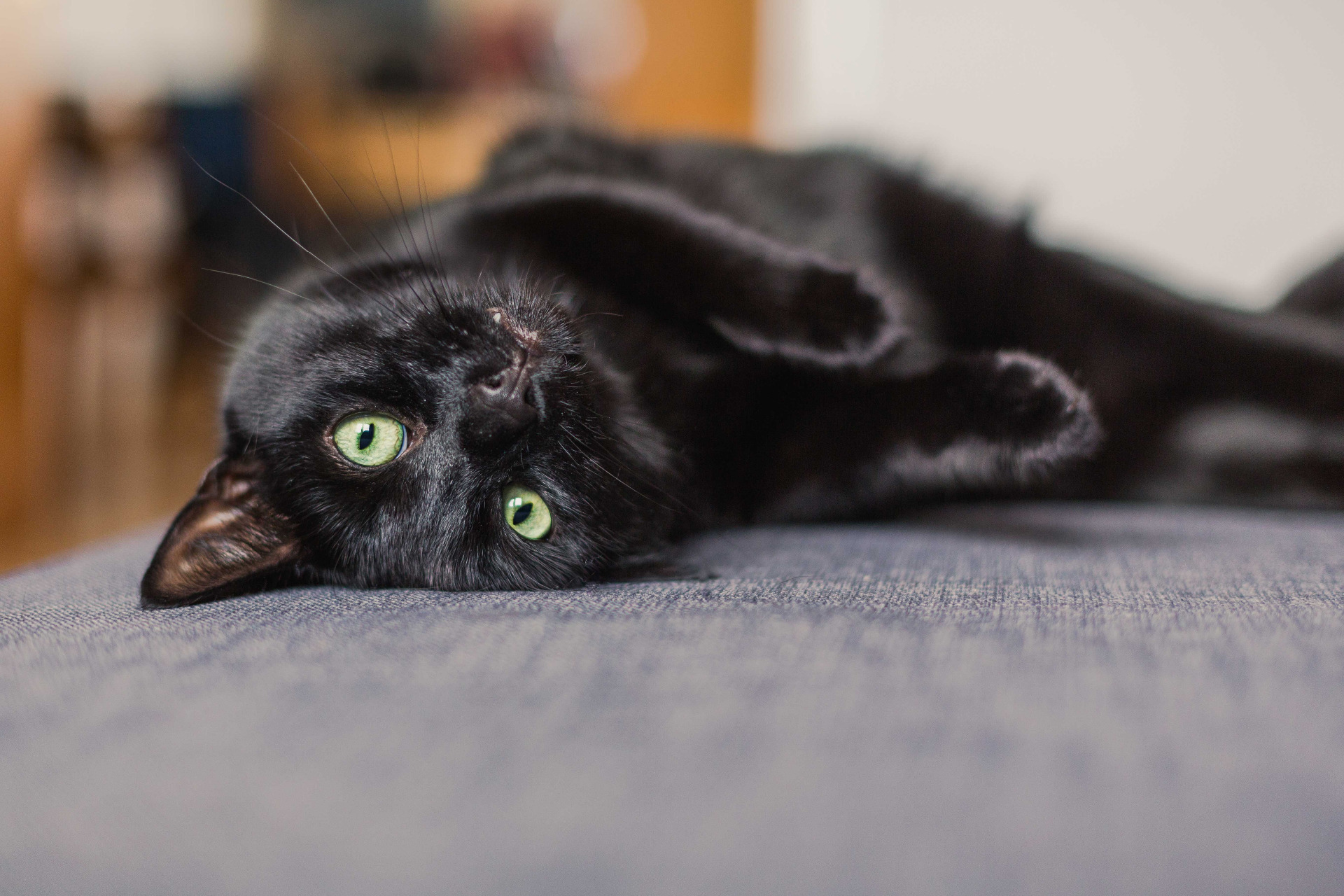 Black cat waiting for adoption