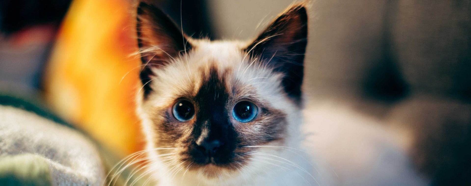 FAQ cat adoption